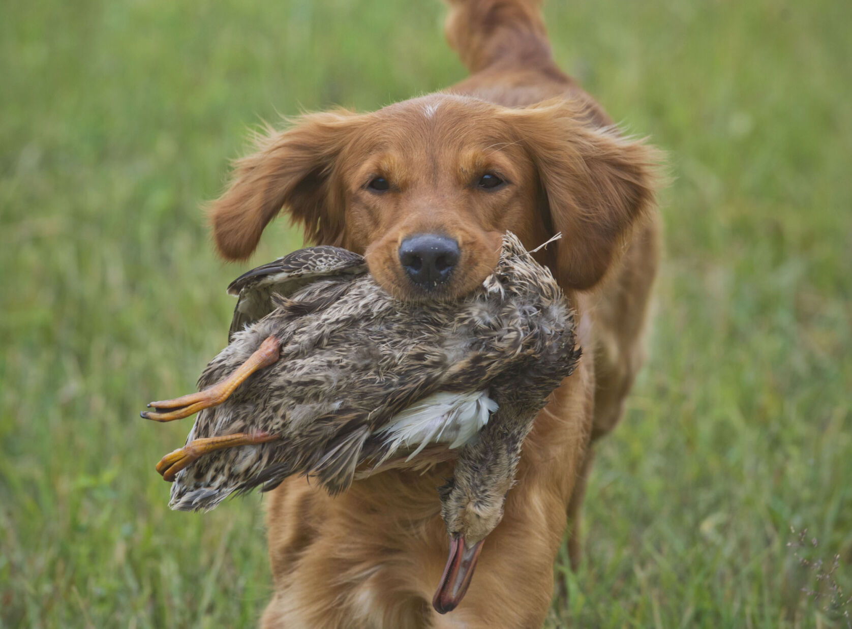 Massena facility offers respite for retrievers
